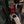 Camaro 16-24 Strap Points